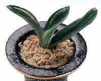 �Q�Έȏ�ȍb��