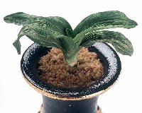 �Q�Έȏ�Ӗ�����