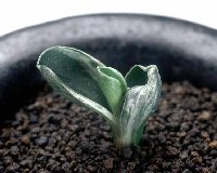 ���Η��ѐ��c