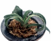 ��Έȏ㗅�ю��q