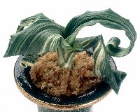 ��Έȏ㎂�q���