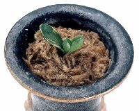 ���ΌӖ�����