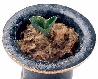 ���Ύȗ��сi���̑��̌n���j