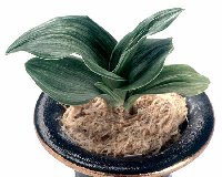 �Q�Έȏ㗅�ѐ��c