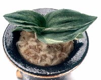 �Q�Έȏ�ȗ���