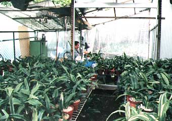 ��z���̉