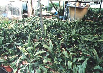 ���҂���Ă�����c�n�̎��e